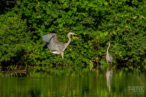 Great Blue Herons