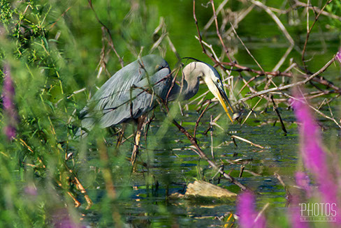 Great Blue Heron