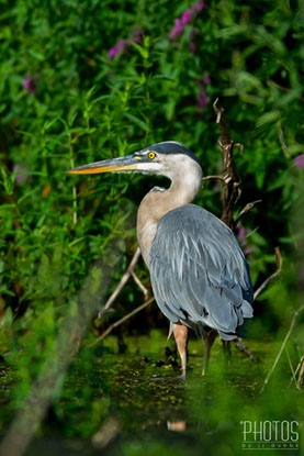 Great Blue Heron