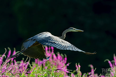 Great Blue Heron