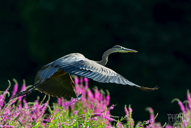 Great Blue Heron