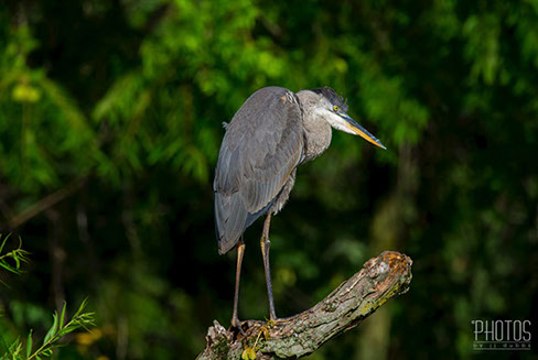 Great Blue Heron