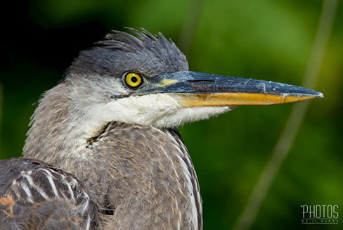 Great Blue Heron