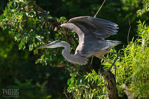 Great Blue Heron