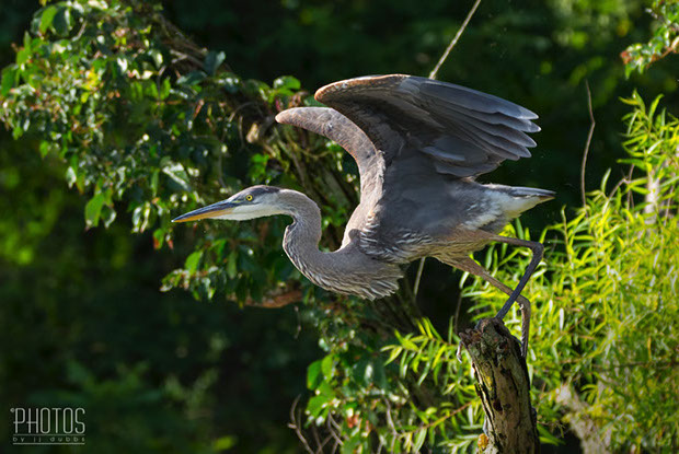 Great Blue Heron