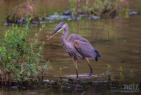 Great Blue Heron