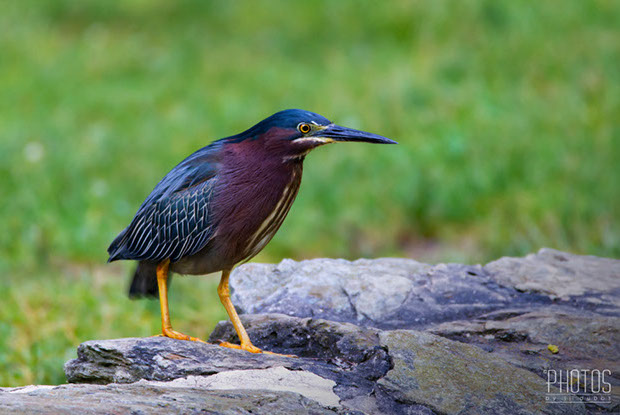 Green Heron