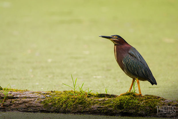 Green Heron