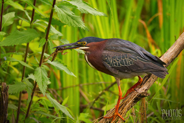 Green Heron