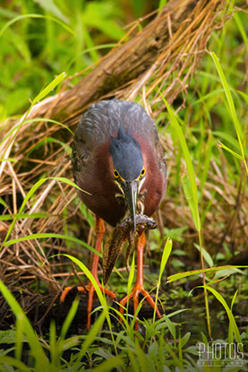Green Heron