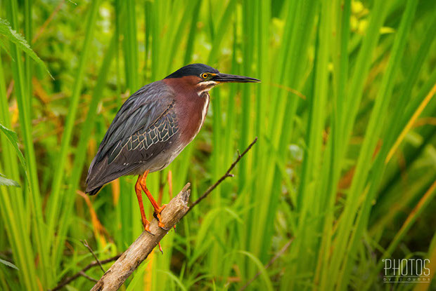 Green Heron