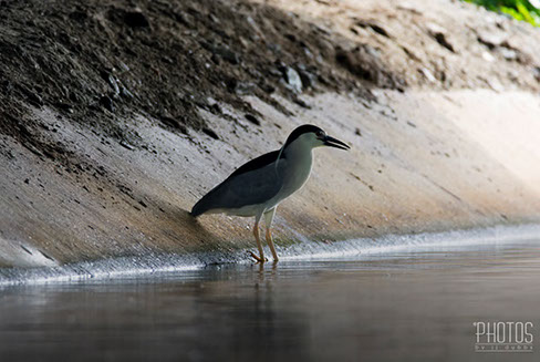 Black-Crowned Night Heron