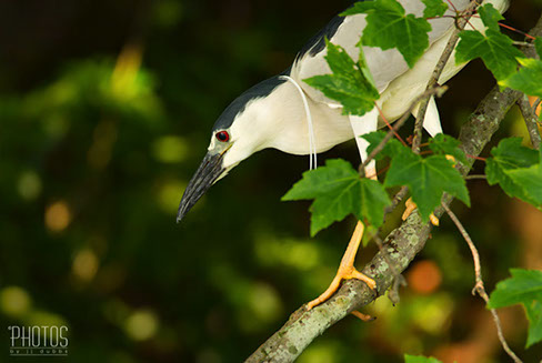 Black-Crowned Night Heron