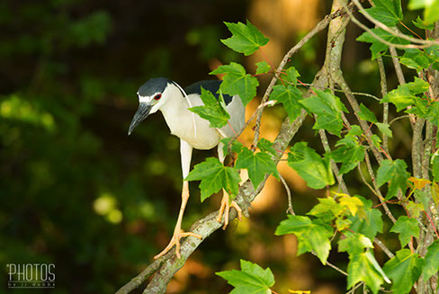 Black-Crowned Night Heron