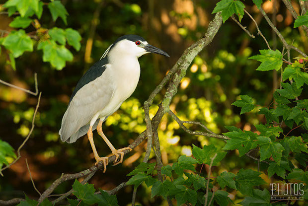 Black-Crowned Night Heron