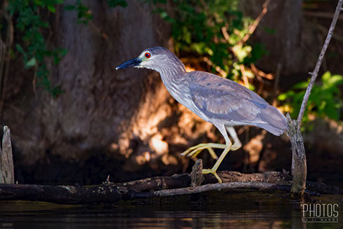 Black-Crowned Night Heron