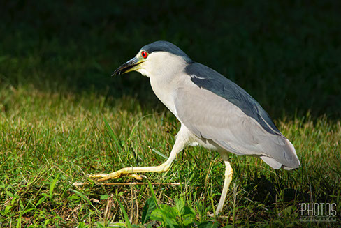 Black-Crowned Night Heron
