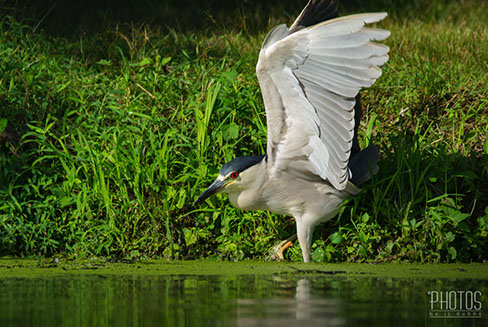 Black-Crowned Night Heron