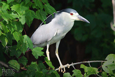 Black-Crowned Night Heron
