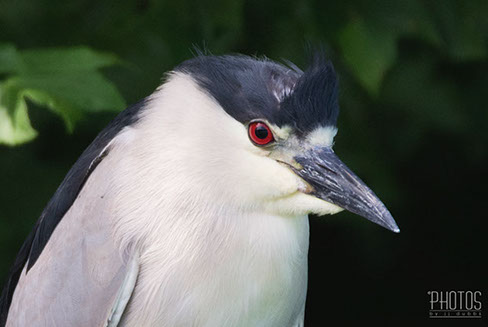 Black-Crowned Night Heron