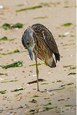 Cape Henlopen State Park, Ghost Crab