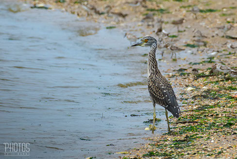 Yellow-Crowned Night Heron