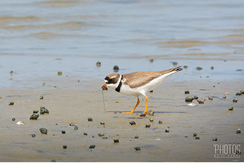 Cape Henlopen State Park, Semi-Palmated Plover