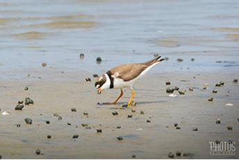 Cape Henlopen State Park, Semi-Palmated Plover