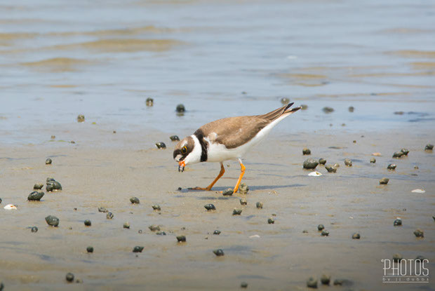 Semi-Palmated Plover