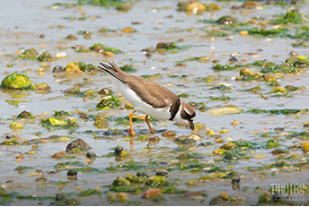 Cape Henlopen State Park, Semi-Palmated Plover