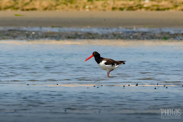 Cape Henlopen State Park, American Oystercatcher