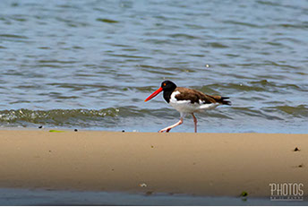 Cape Henlopen State Park, American Oystercatcher
