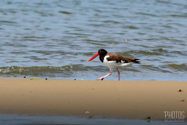 Cape Henlopen State Park, American Oystercatcher