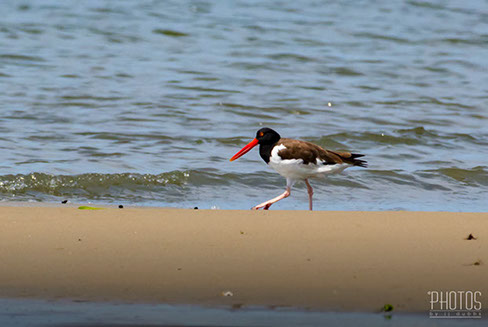 American Oystercatcher