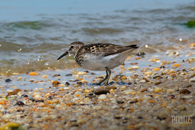 Cape Henlopen State Park, Least Sandpipers