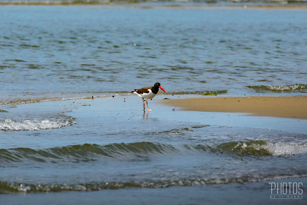 American Oystercatcher