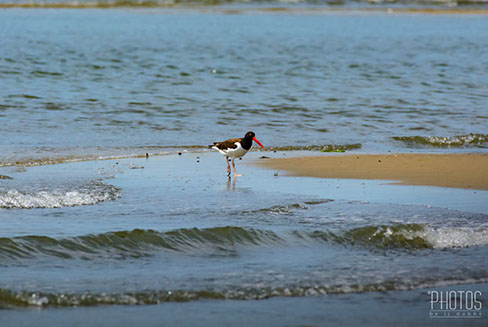 American Oystercatcher