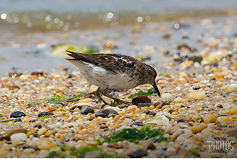Cape Henlopen State Park, Least Sandpipers