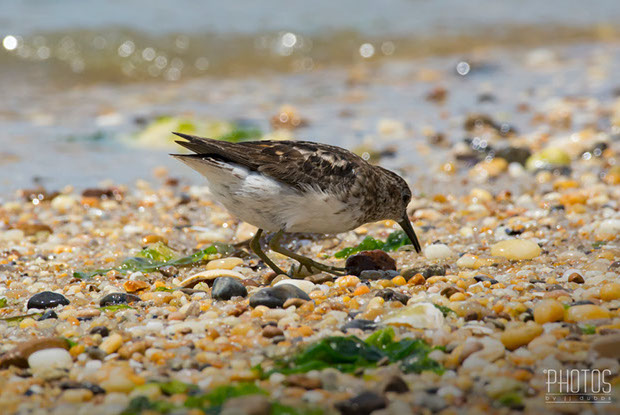 Least Sandpiper