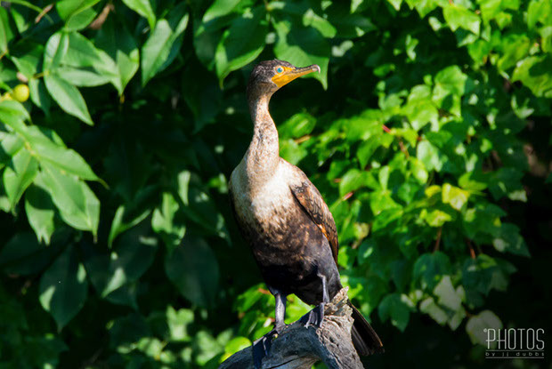 Cormorant