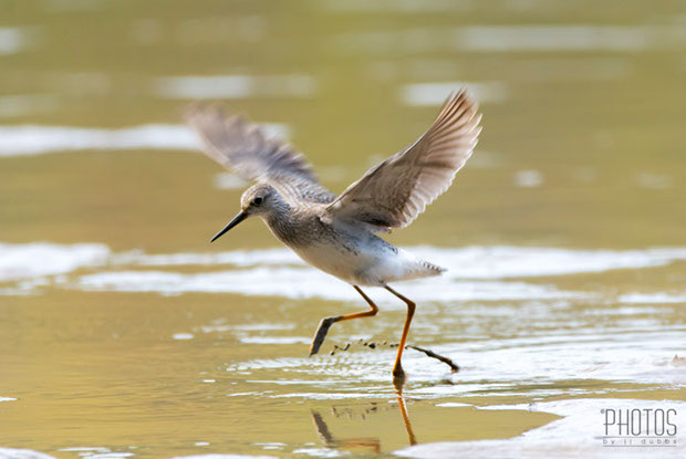 Greater Yellowlegs