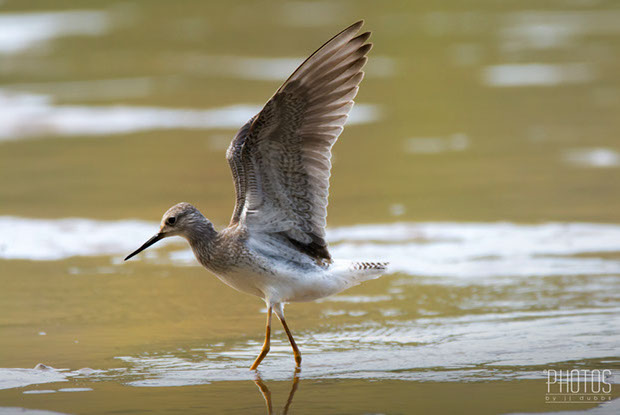 Greater Yellowlegs