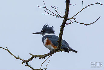 Belted Kingfisher