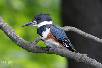 Belted Kingfisher