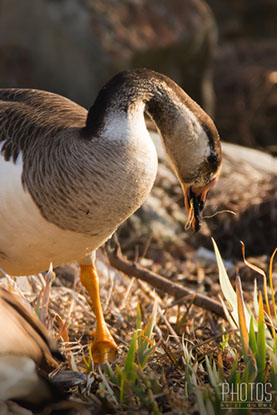 Canada-Graylag Goose Hybrid