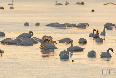 Tundra Swan