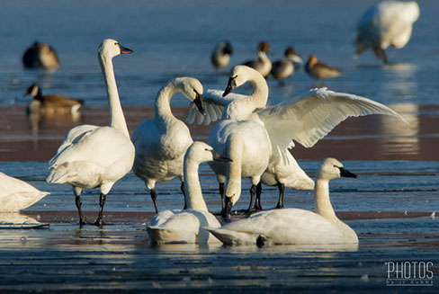 Tundra Swan