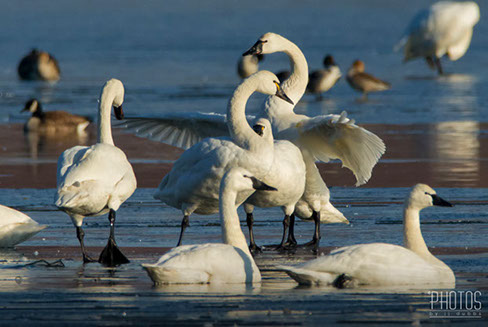 Tundra Swan