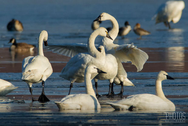 Tundra Swan