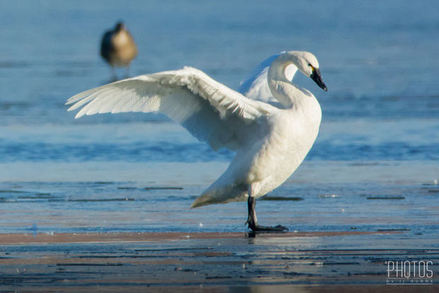 Tundra Swan